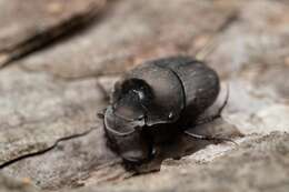 Sivun Onthophagus (Palaeonthophagus) verticicornis (Laicharting 1781) kuva