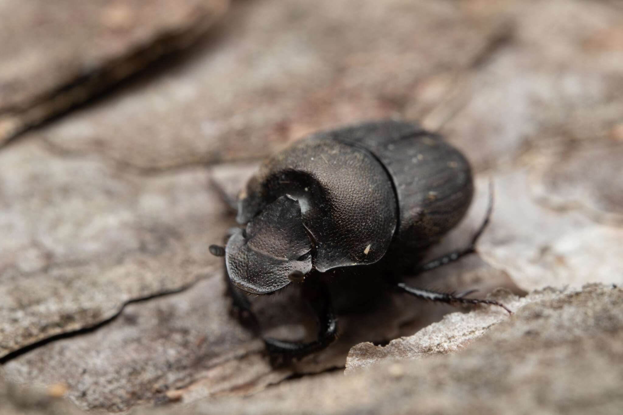 صورة Onthophagus (Palaeonthophagus) verticicornis (Laicharting 1781)