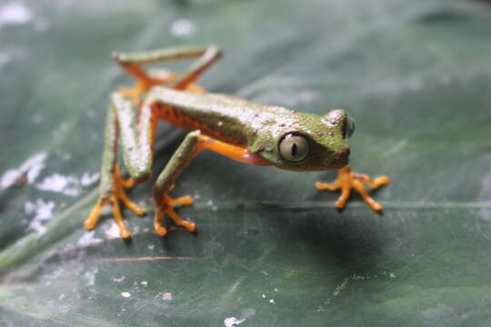 Image of Phasmahyla spectabilis Cruz, Feio & Nascimento 2008