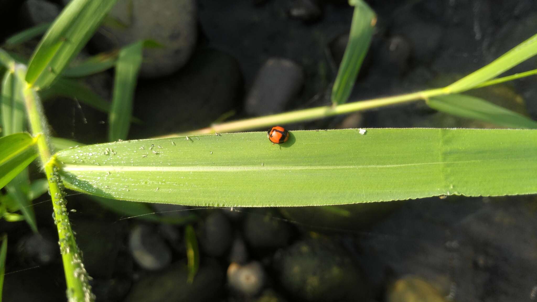 Coelophora biplagiata (Swartz 1808) resmi