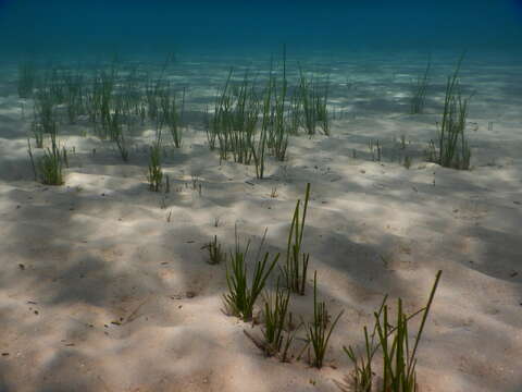 Image of Slender Seagrass