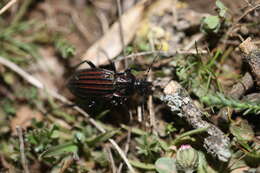 Image of Carabus (Ctenocarabus) melancholicus Fabricius 1798