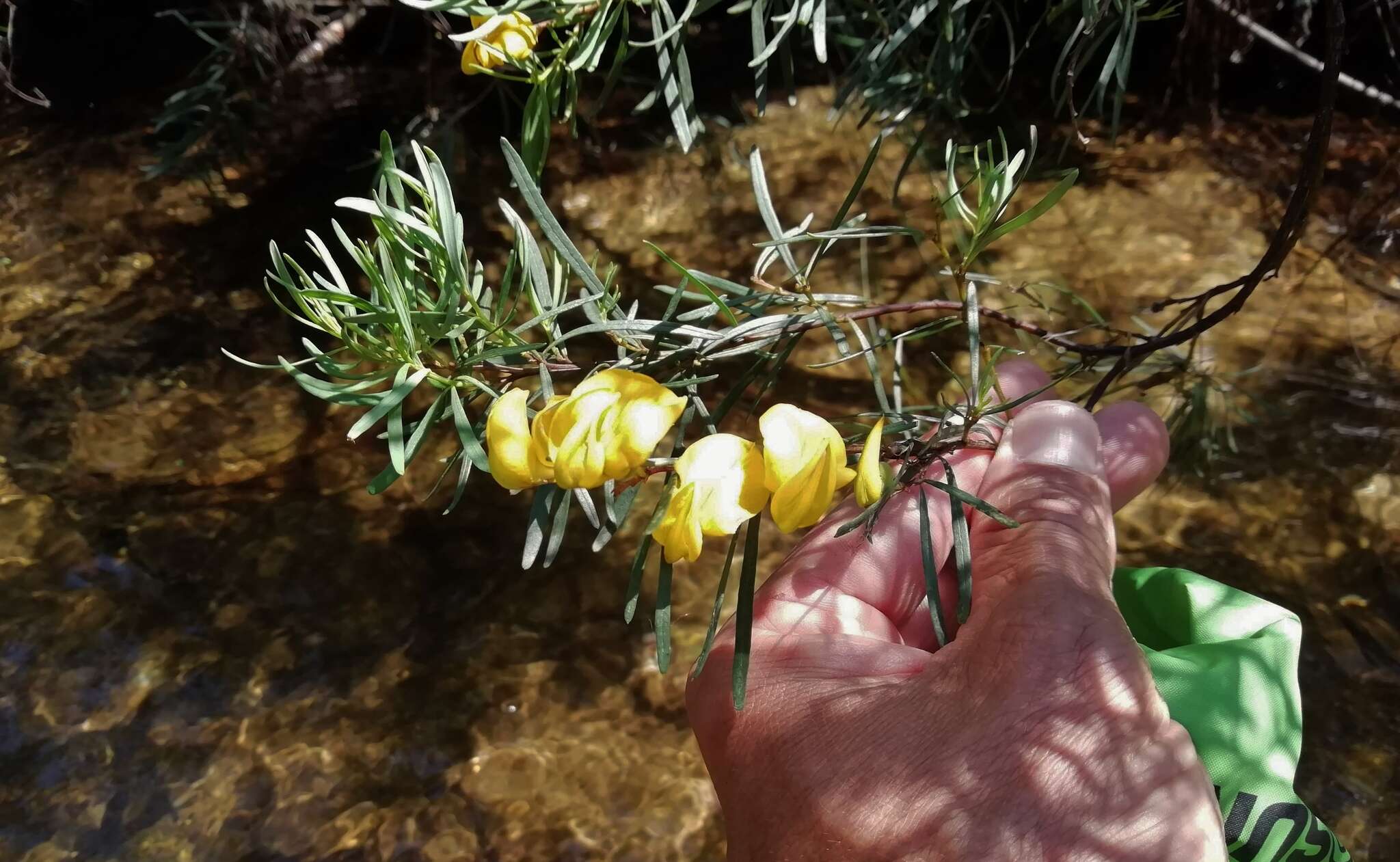 Image of <i>Cyclopia longifolia</i>