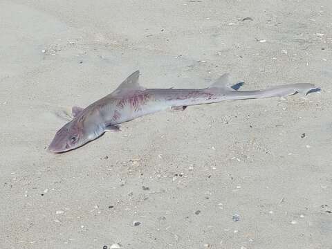 Image of Dusky Smoothhound