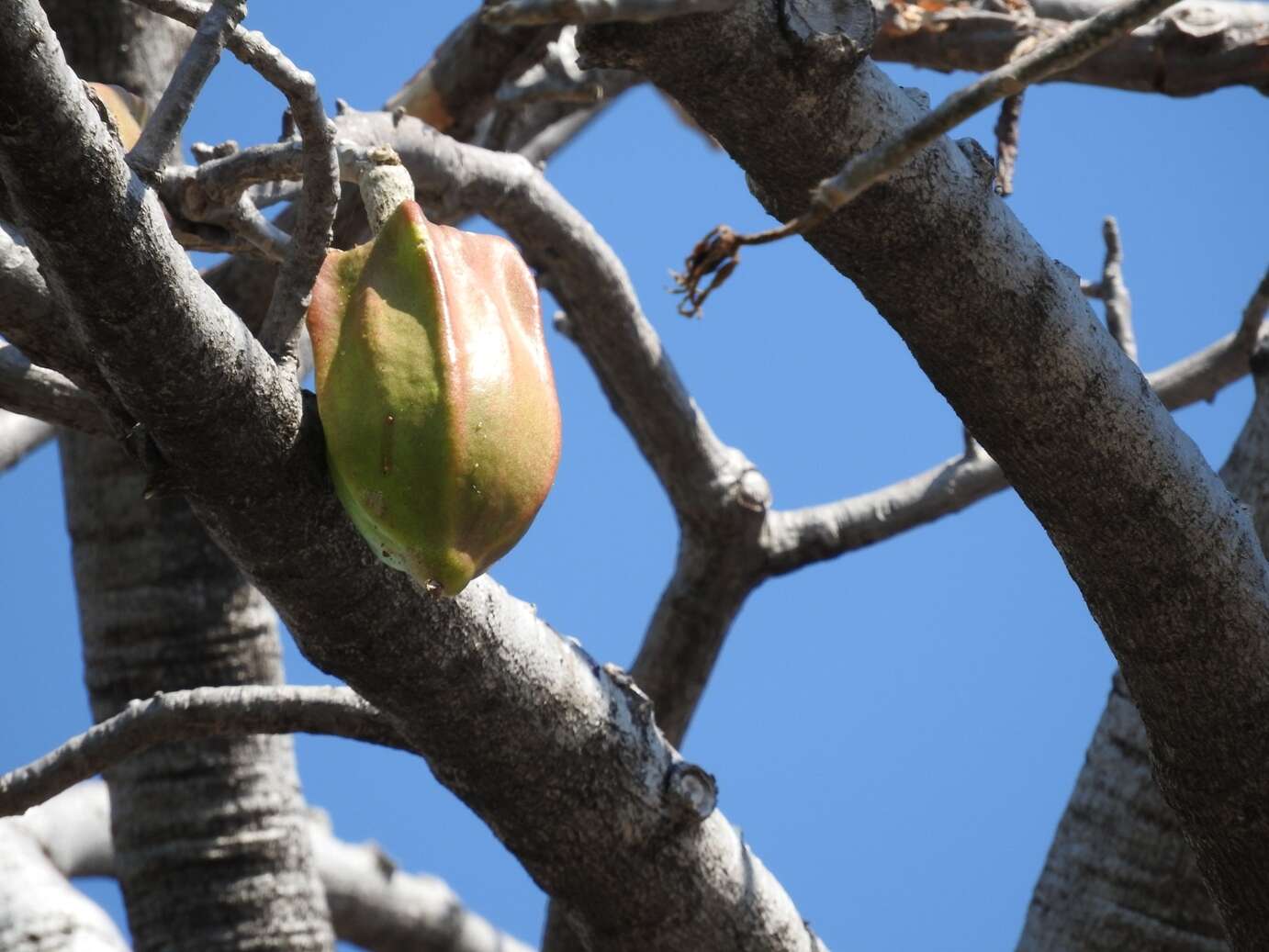 Image of Jacaratia mexicana A. DC.