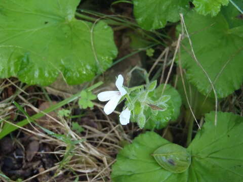 Imagem de Pelargonium odoratissimum (L.) L'Her.