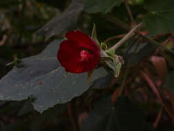 Image de Phymosia umbellata (Cav.) Kearney