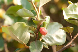 Image of Elaeagnus oldhamii Maxim.