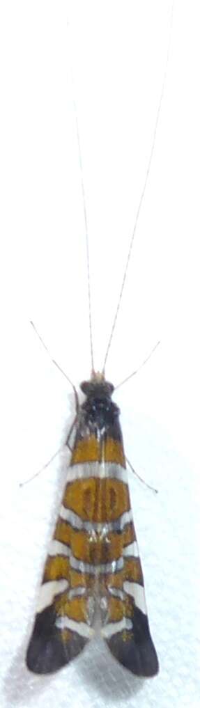 Image of Pseudoleptonema quinquefasciatum (Martynov 1935)