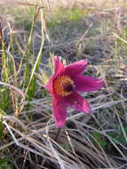 Image of narrow-leaf pasque-flower