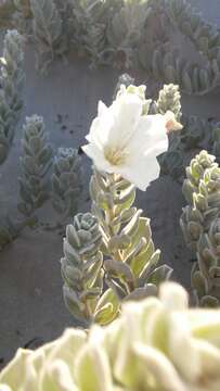 Image of Convolvulus persicus L.