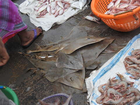 Image of Norman&#39;s shovelnose ray