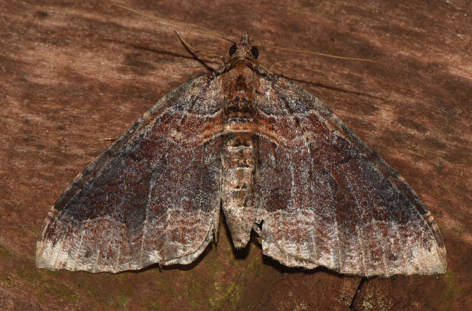 Plancia ëd Xanthorhoe magnata Herbulot 1957