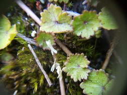 Image of Hydrocotyle microphylla A. Cunn.