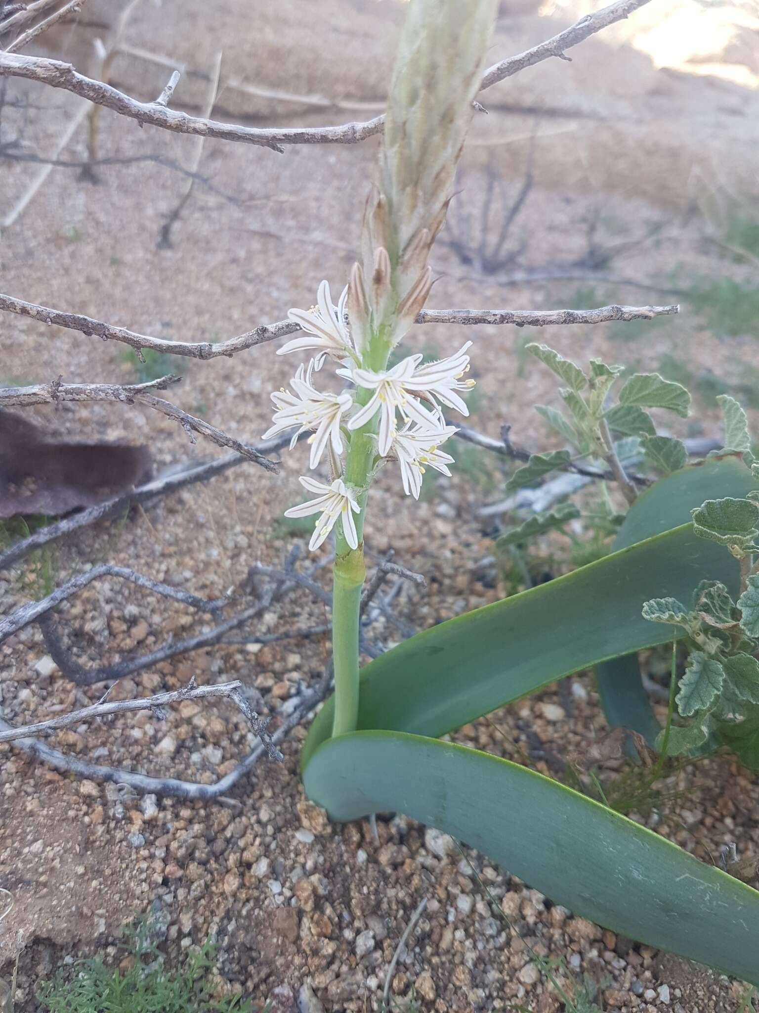 Sivun Trachyandra falcata (L. fil.) Kunth kuva