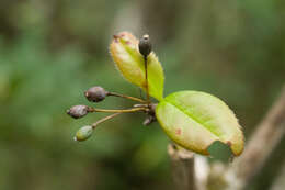 Image of Berberis schaaliae C. C. Yu & K. F. Chung