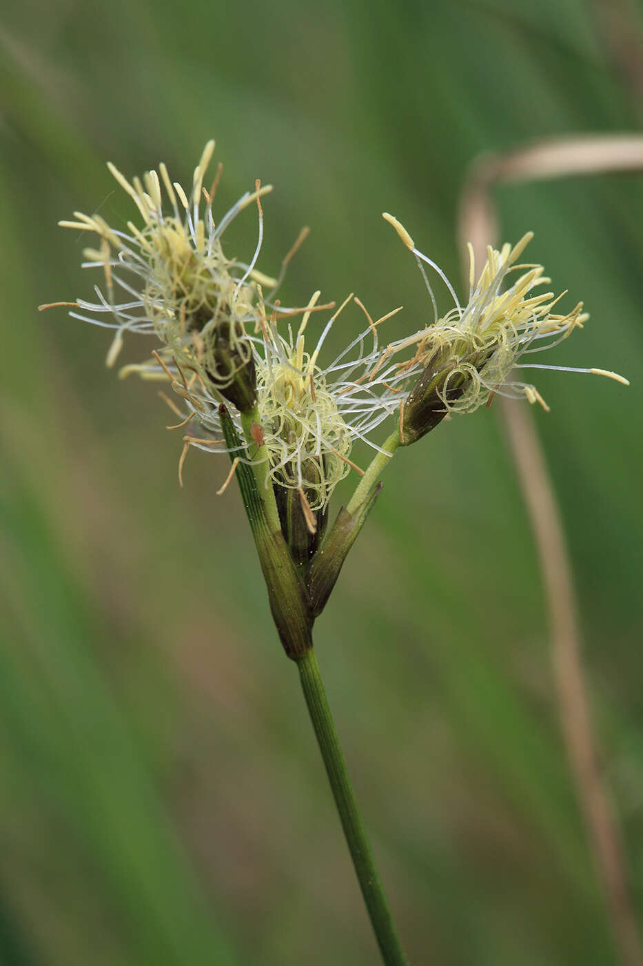 Image of slender cottongrass