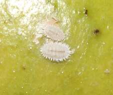 Image of Scarlet mealybug