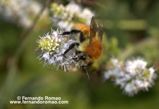 Image of Common carder bumblebee