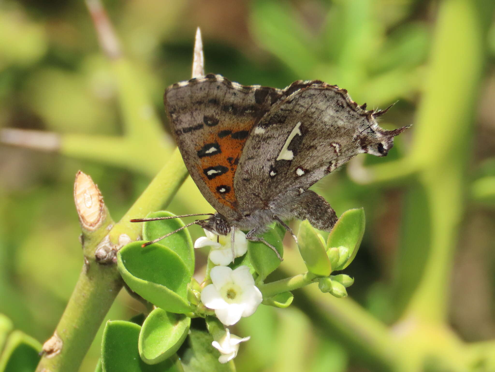 Image of Phasis braueri Dickson 1968