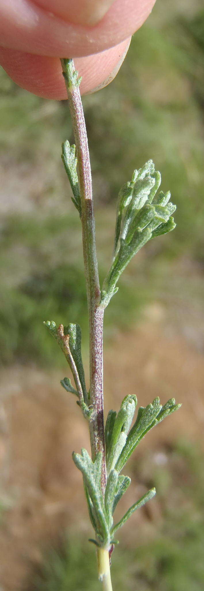 Image of Pentzia quinquefida (Thunb.) Less.