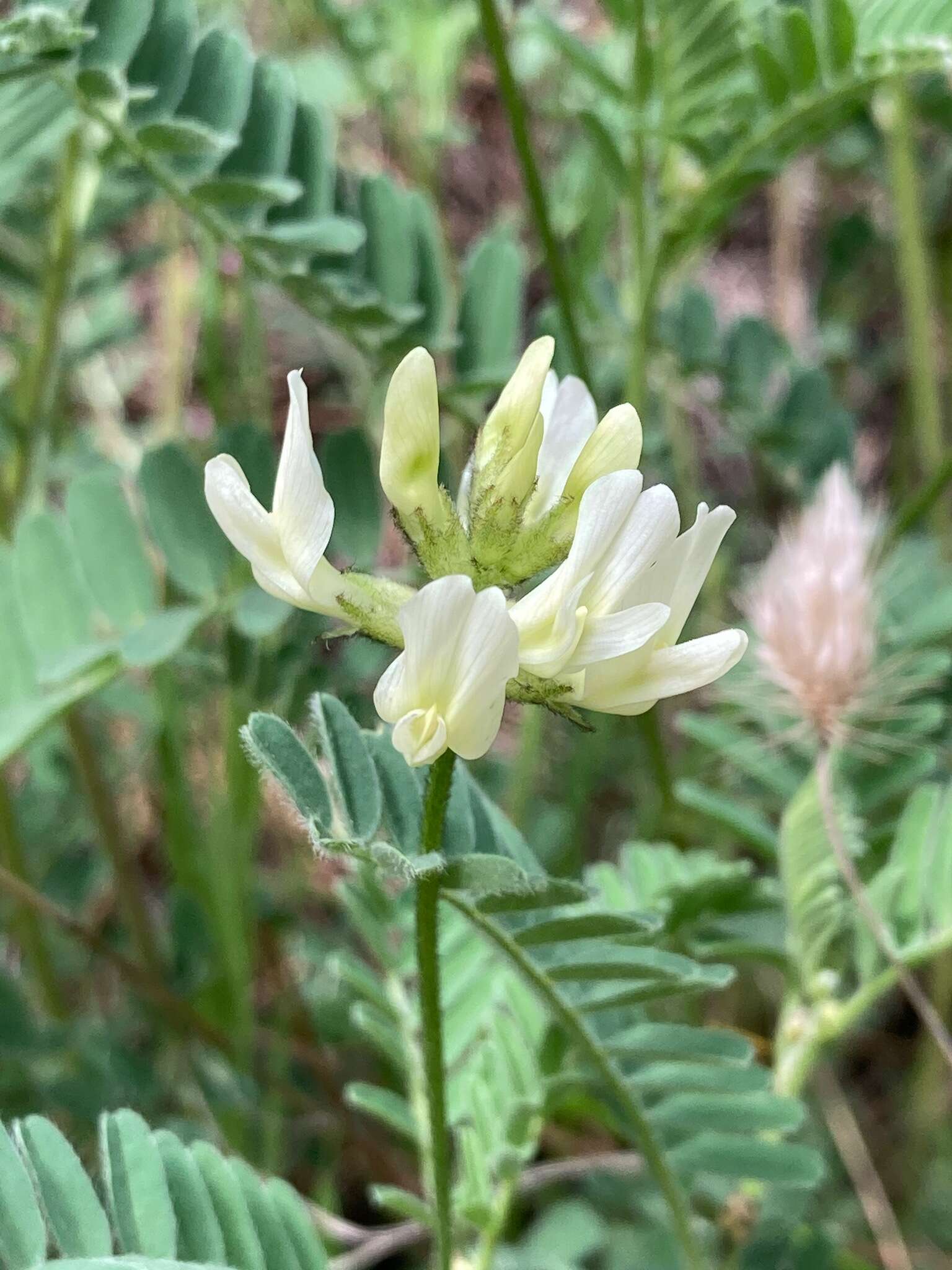 Plancia ëd Astragalus accidens S. Wats.