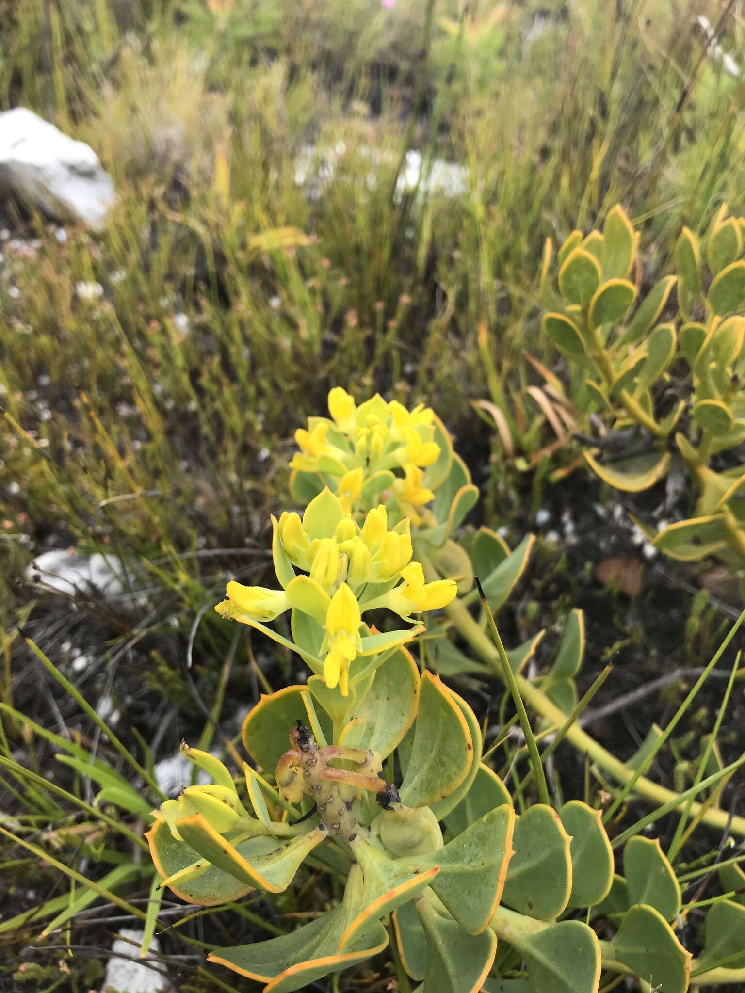 Image of <i>Rafnia capensis</i> subsp. <i>pedicellata</i>