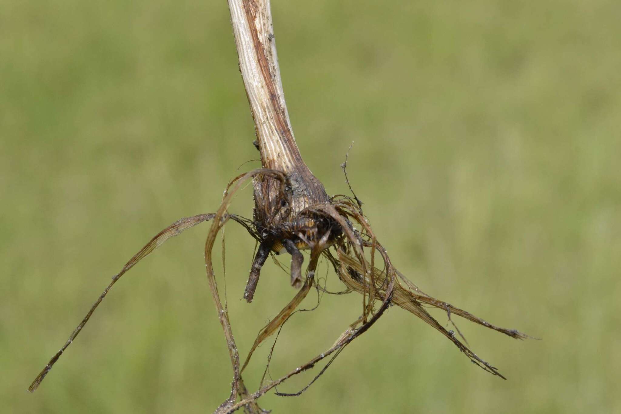 Image of Cyperus rigidifolius Steud.