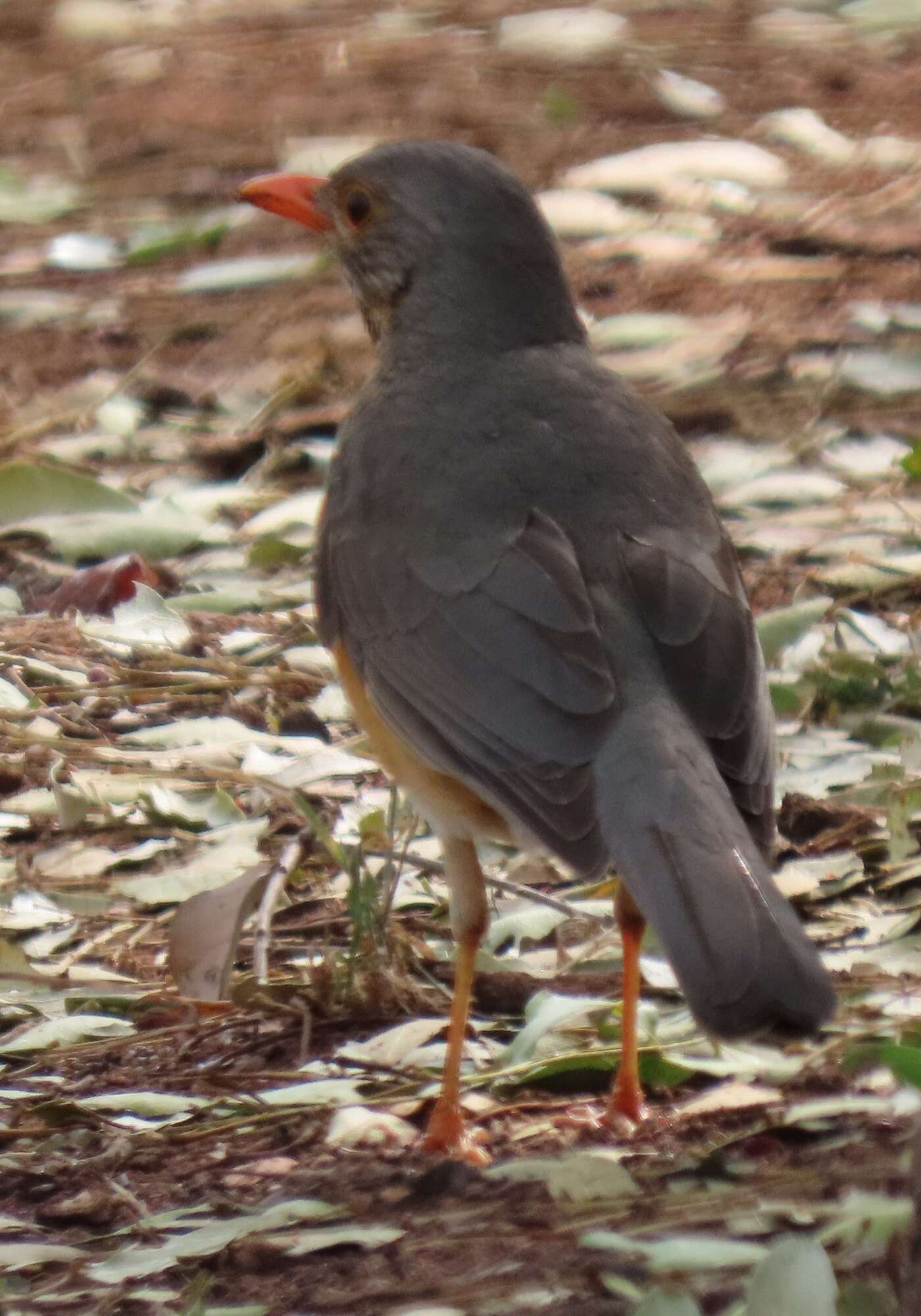 Turdus libonyana peripheris Clancey 1952的圖片