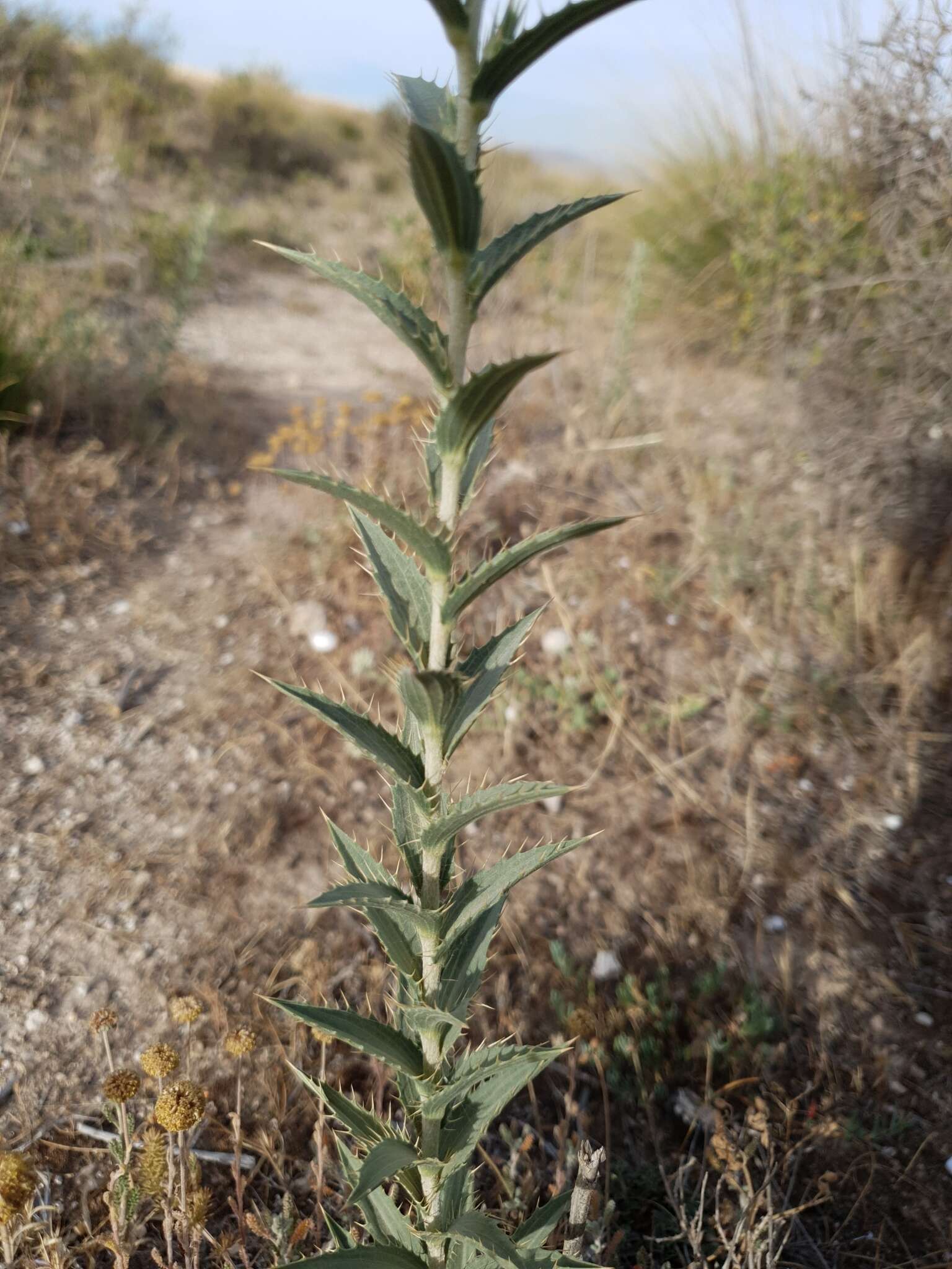 Carduncellus pectinatus (Desf.) DC.的圖片