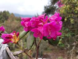 Imagem de Rhododendron wallichii Hook. fil.