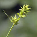 Image of Carex pseudololiacea F. Schmidt