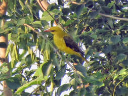 Image of Indian Golden Oriole