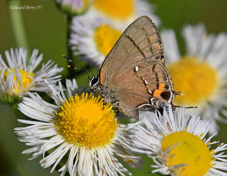 Image of Fulvous Hairstreak