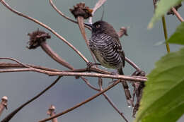 Image de Prinia bairdii (Cassin 1855)