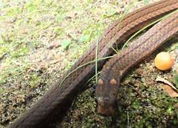Image of Black-headed Snake (equatoriana