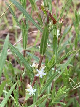 Image of Bergia decumbens Planch. ex Harv.