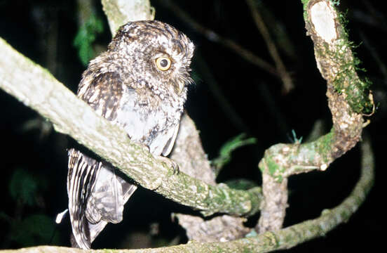 Image of Bearded Screech Owl