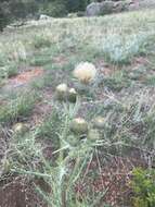 Image of prairie thistle