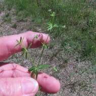 Galium tinctorium L. resmi