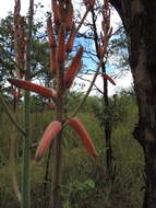 Image of Basil Christian's aloe