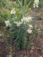 Image of Grevillea pilulifera (Lindl.) Druce