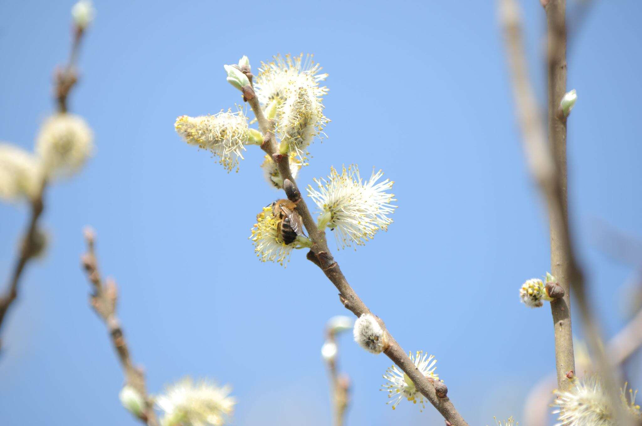 Image of Colletes cunicularius (Linnaeus 1761)