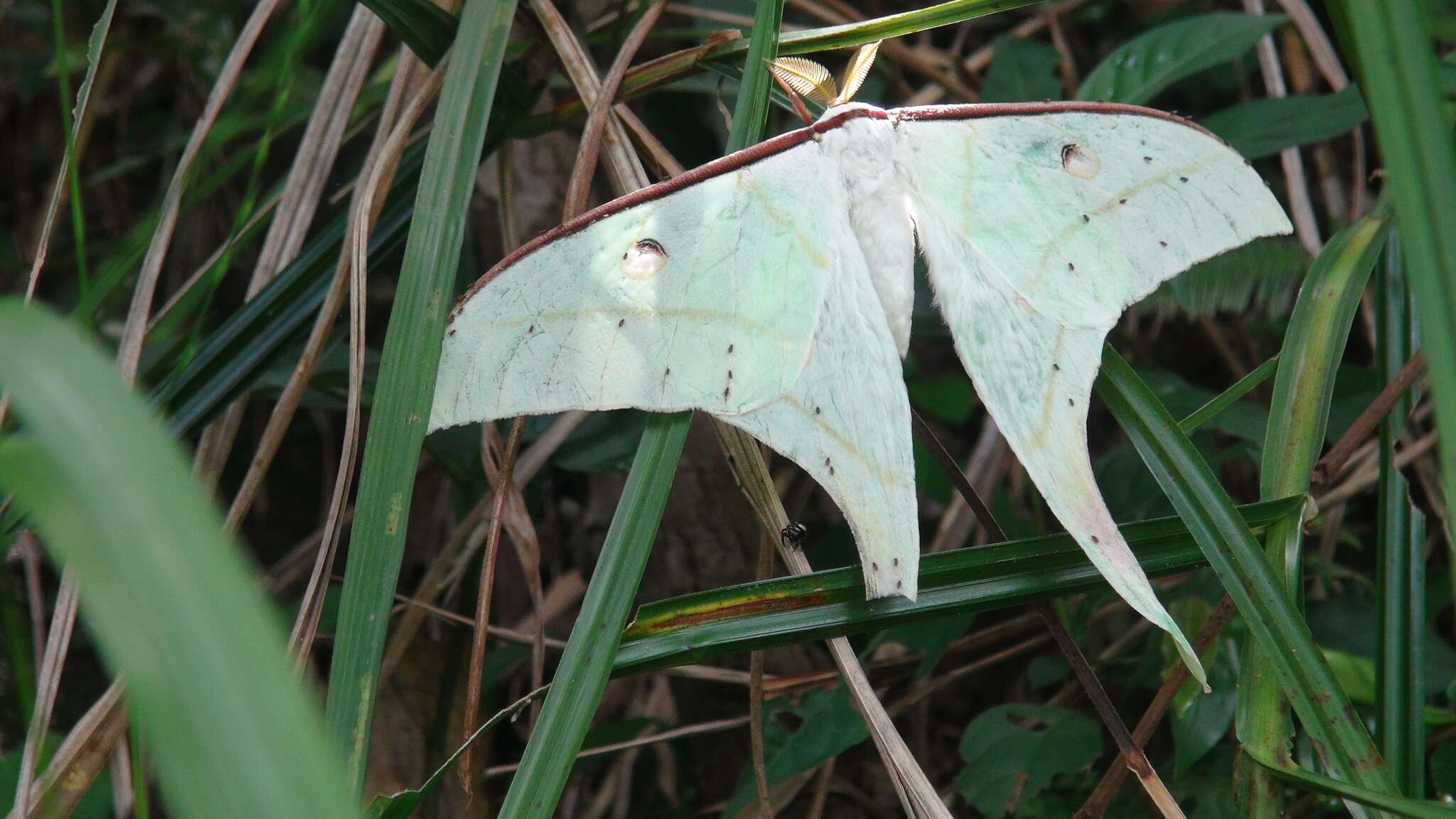 Image of Actias ningpoana Felder & C. 1862