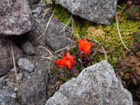 Plancia ëd Castilleja toluccensis Kunth