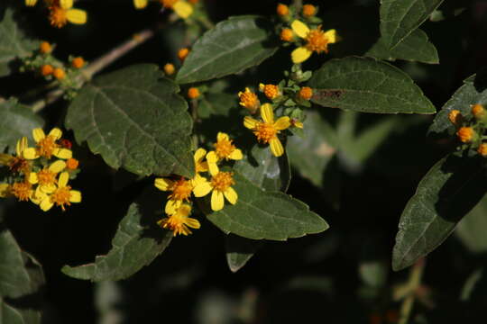 Image of Calea urticifolia (Mill.) DC.