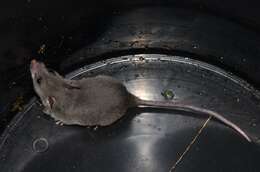 Image of long-tailed pouched rat