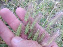 Plancia ëd Hordeum marinum subsp. gussoneanum (Parl.) Thell.