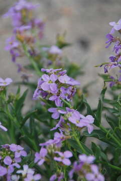 Image de Dontostemon elegans Maxim.