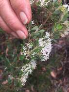 Image of Hakea ruscifolia Labill.